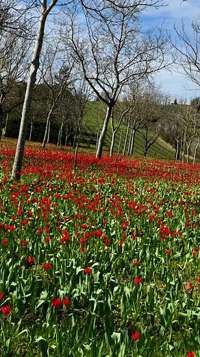 🌷 Le saviez-vous ? 🌷Le tulipe sauvage est un trésor rare de la nature, fleurissant au printemps dans nos campagnes. À Marmande, elle est protégée et mise à l’honneur lors de la Fête de la Tulipe Sauvage ! 🌿✨Un symbole de beauté et de biodiversité à découvrir et préserver. 💚 #Marmande #TulipeSauvage #Nature #Biodiversité #MarmandeAujourdhui | Marmande Aujourd'hui