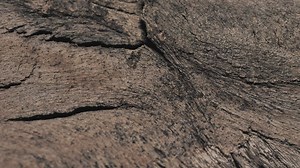 Tree surface texture - Free Stock Video