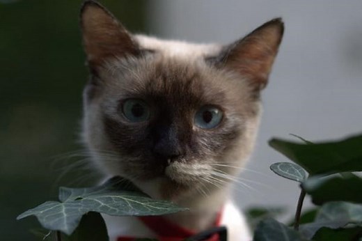 EMPOISONNEMENT chez le CHAT - SYMPTÔMES et premiers soins