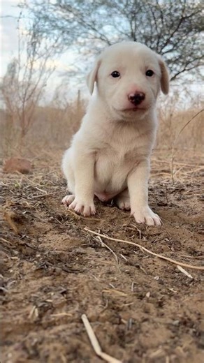 labrador puppy retriever puppies#animal life #shotfeed #shorts #catmeowarea