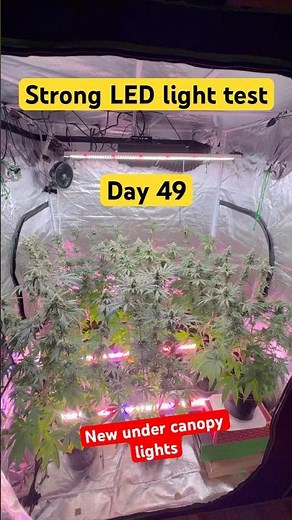 New under canopy lights! (Grow Pros Solutions) Strong LED light test! Day 49