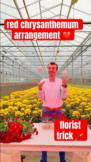 $10 Chrysanthemum Arrangement That Looks Like $100 | Florist Secret