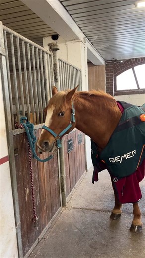 Stallvlog Teil 3 🐴➡️Insta: dream.l.n