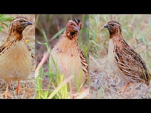 Common Quail Sounds - Why I Record Quail Calls | Bater ki Awaaz
