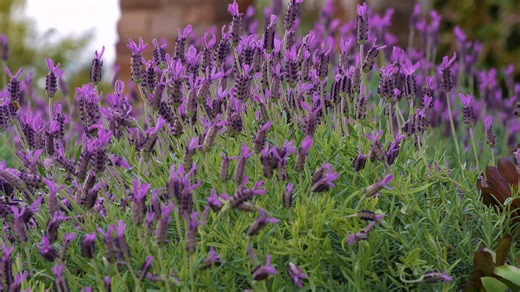 29 reactions | Celebrate the beauty of spring at Griffith Spring Fest from October 12-25. Over two weeks, visitors can enjoy a packed program of events and experiences, including the unique Citrus Sculpture display, stunning Open Gardens, and a fun-filled, family-friendly Street Party. Griffith Spring Fest is the perfect time to discover all that Griffith has to offer! More info at www.griffithspringfest.com.au Visit Griffith | ABC Gardening Australia magazine | Facebook