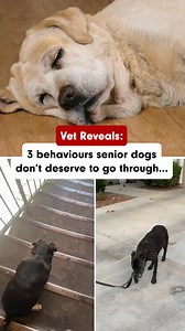 You’ve seen our best-selling Joint Care Chews for dogs, but now's the time to try! 50% OFF your pup's first tub today, plus an extra 20% OFF every month after! A daily joint chew can help: 🔵 Support healthy joints and movement 🔵 Help dogs stay active as they age 🔵 Make daily walks feel easier Vet-reviewed and backed by thousands of ⭐⭐⭐⭐⭐ reviews. | PetLab Co.