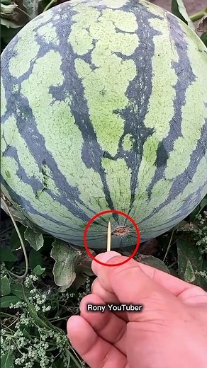 Interesting Science Trick With Watermelon 🍉