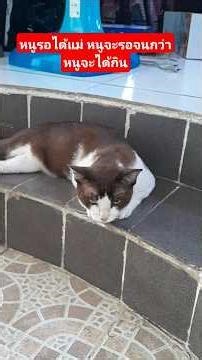 My cat won't leave. #cat #cute kitten