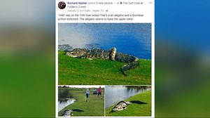 Man finds alligator, Burmese python entwined on Florida golf course