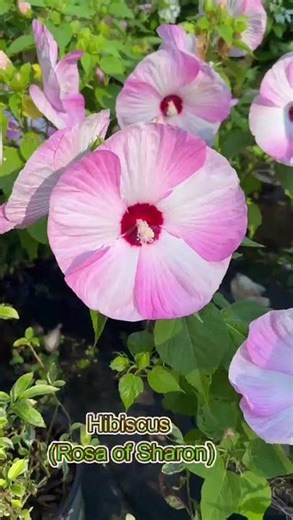 Rose of Sharon Hibiscus Shrub | Summer Blooming Flowering Plant