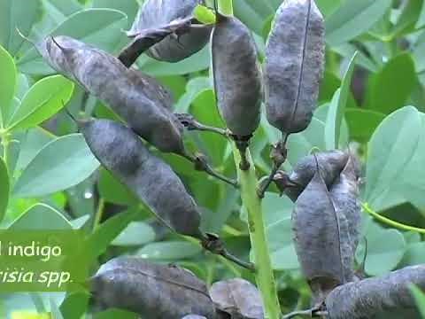 The Doctrine of Signatures: Fact or Meme?