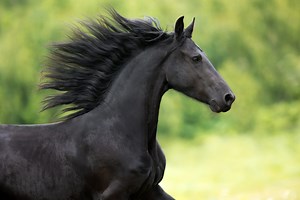 Friesian Horse - ehorses Magazine