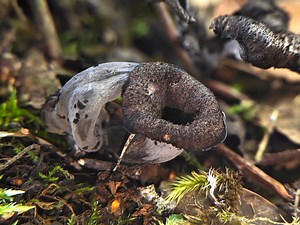 喇叭菌属物种 Craterellus sp.——摄于四川高桥沟