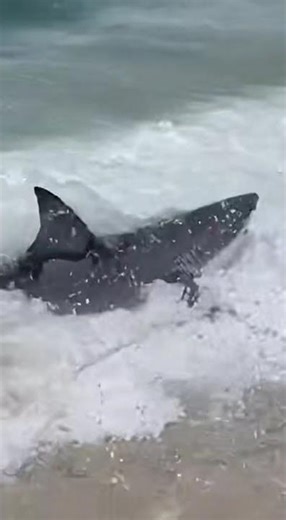 SHARK ON THE BEACH 😱 People Run as It Comes Out of the Water #shorts #sora