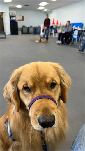 2.8K views · 136 reactions | Here's Pablo's Assistance Dog Story! Watch as he grows from a puppy to working service dog. His journey is a testament to the dedication of our volunteer families. | Helping Paws, Inc. | Facebook