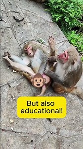 Even Monkeys Slip: Funny Fall Caught on Camera