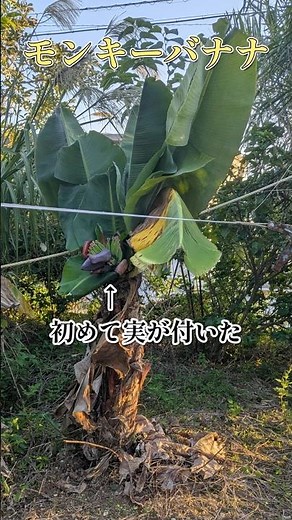 【BANANA】庭に植えるだけでモンキーバナナ実を付けます!!!!小さくてかわいい!!株分けして鉢植えに挑戦!! #shorts #ガーデニング #家庭菜園 #沖縄