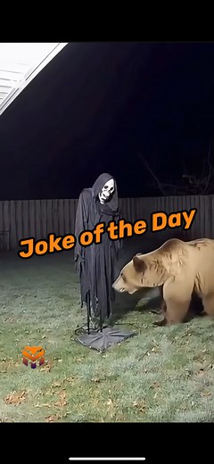4.1M views · 36K reactions | Grim reaper vs a bear…who wins 藍 #jokeoftheday #darkhumor #jokes #reaction #fblifestyle #mvo | TheMichaelVo | Facebook