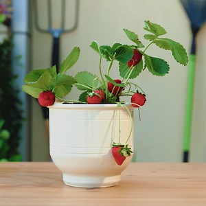 Plant Magic: Unexpected Growing Tricks You Need to Try | Green Bean