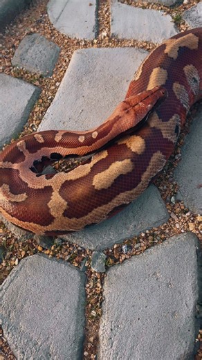 Beautiful Blood Python #Reptiles #snakes #trending #pets #nature | Reptiles
