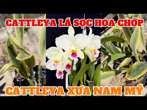 Lan cattleya lá học hoa chớp-0834608768- LAN RỪNG LÂM ĐỒNG