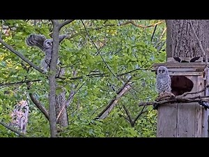 Owlets Branch! Watch Moss & Maple Leave The Barred Owl Nest Box On Mother's Day – May 11, 2025
