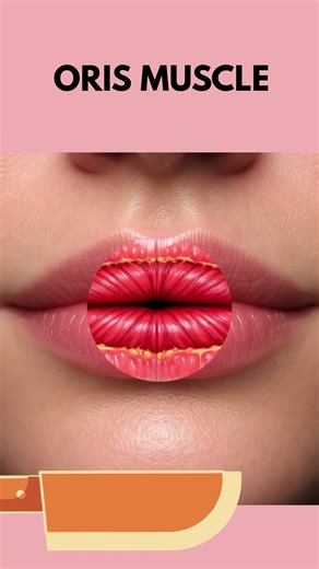 What’s REALLY Inside Our Lips? 👄