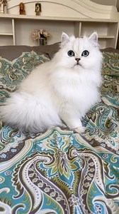 The names for Persian Cat colors are so confusing! This color is called Silver. Because she is so light with only a scant amount of black tipping she is a Chinchilla. So her color is called Chinchilla Silver. If she had more black tipping on her tail and back she would be called a Shaded Silver. Shaded Silver in person is absolutely stunning and I feel it gives a cat much more character than just being white😻🐾 #persiancat #chinchillacat #silvershaded #meowdel #fluffycat #whitecat | christypawp