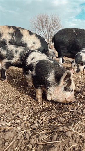 Lard is a traditional fat that fed generations. Ultra-processed food is the new variable. If you’re confused about what to eat, start by asking what humans actually cooked with before factories. Curious where you land in this? I’ve put my free tutorial for making lard in the comments. Meg | Ninnescah Made