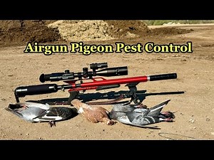 Airgun Pigeon Pest Control | Farmyard Cleanup