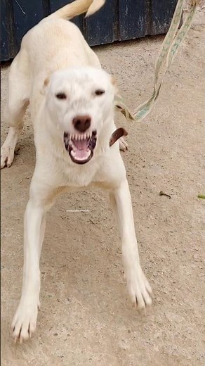 Untamed Guard Dog Sound ⚡🐕 | Chain Safety Alert #shorts