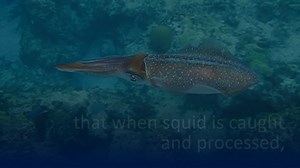 Did you know that when squid is caught and processed—often for dishes like calamari—a lot of it goes to waste? In fact, out of the 65 million pounds of squid landed every year, about half are tossed out. In our new podcast episode, we'll meet Rob Dumas and Denise Skonberg—two food scientists working to reduce waste by turning squid fins into a new, convenient frozen food product. They even held a cooking competition to create new dishes! And they did: dumplings, ramen, lumpia, even meatballs. Li