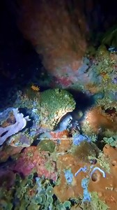 323K views · 4.2K reactions | Malaking Pugita Ang Napana Ko #kuyanonospearfishingadventures #kuyanono #fishing #selectivefishing #spearfishing #nightspearfishing #NightDiving #UnderwaterVideography | KuyaNono Spearfishing Adventures | Facebook