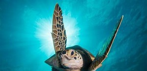 Planeta Azul II, una serie para conocer la belleza de la vida marina