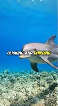 He Freed a Dolphin from a Net... And She Never Forgot 🐬💙 #animals #wildliferescue #ocean