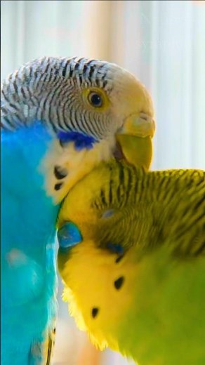 Ultimate Budgie & Parakeet Chirping – Real Bird Sounds to Attract, Calm & Bond With Your Birds