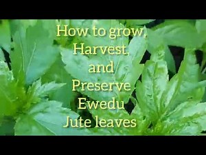 How to Grow , Harvest and Preserve Ewedu (Jute leaves)