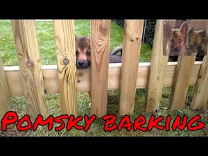 Pomsky barking