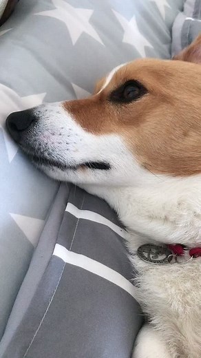 無。 #コーギー #コーギーかわいい #おしり