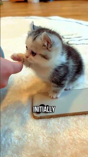 🐱❤️How to Make Your Kitten Trust You Quickly