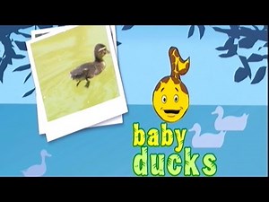 Baby Ducks Song | Learn Animals Songs | From Baby Genius
