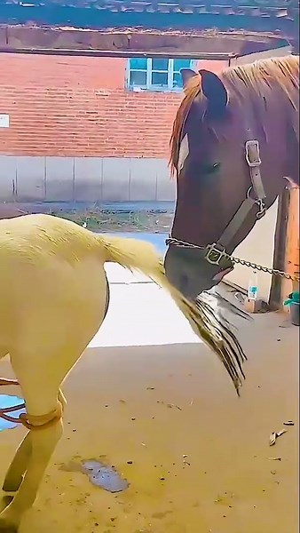 Raising Horses Every Day – Simple Country Life 507