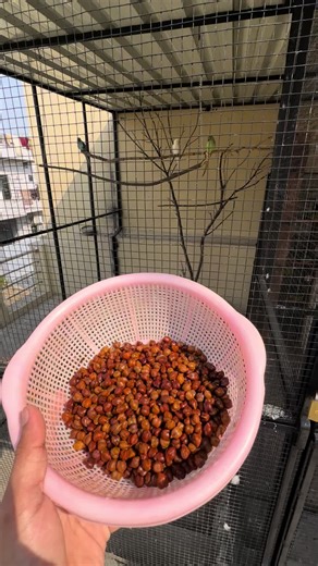 Breeding Formula for Parrots: Expert Tips and Techniques