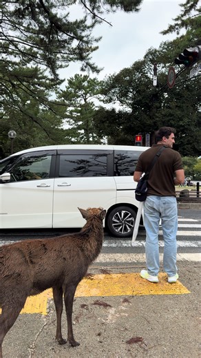 Exploring Nara Park: Home of the Friendly Deer