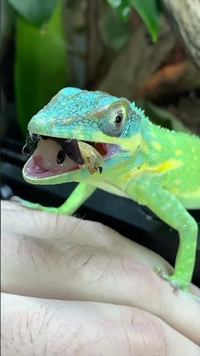 BLUE BEAUTY ANOLE CRUNCHES A BEETLE ASMR EXPERIENCE!