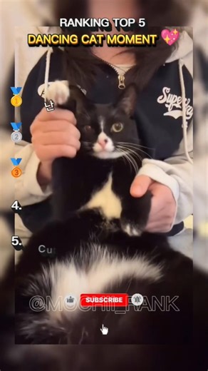 RANKING TOP 5 DANCING CAT MOMENT 💖#cat #viral #meme #funny #cute
