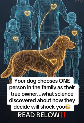 🚨 Your dog didn’t choose you by accident. And it has nothing to do with food, treats, or training. 💬 Comment “PAWS” and I’ll send you the full breakdown 👇 1️⃣ Dogs Choose Nervous-System Safety Dogs bond with the person whose presence feels most regulating. Same energy. Same tone. Same reactions. To a dog’s brain, predictability = safety. 2️⃣ Your Dog Syncs to Your Body Dogs constantly track breathing patterns, stress levels, and emotional shifts. The person they choose is the one their body c