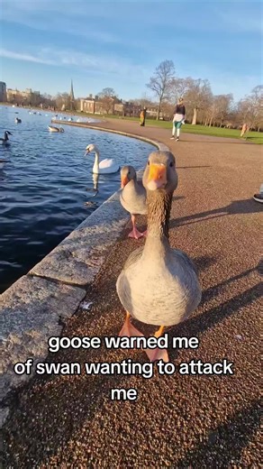 #goose tried to warn me of #swan wanting to #attack #fyp #bird