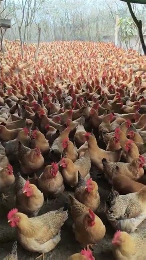 Watching chickens live in a peaceful and clean environment #chicken #easyfarming