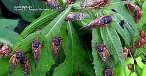 Two broods of cicadas expected in spring